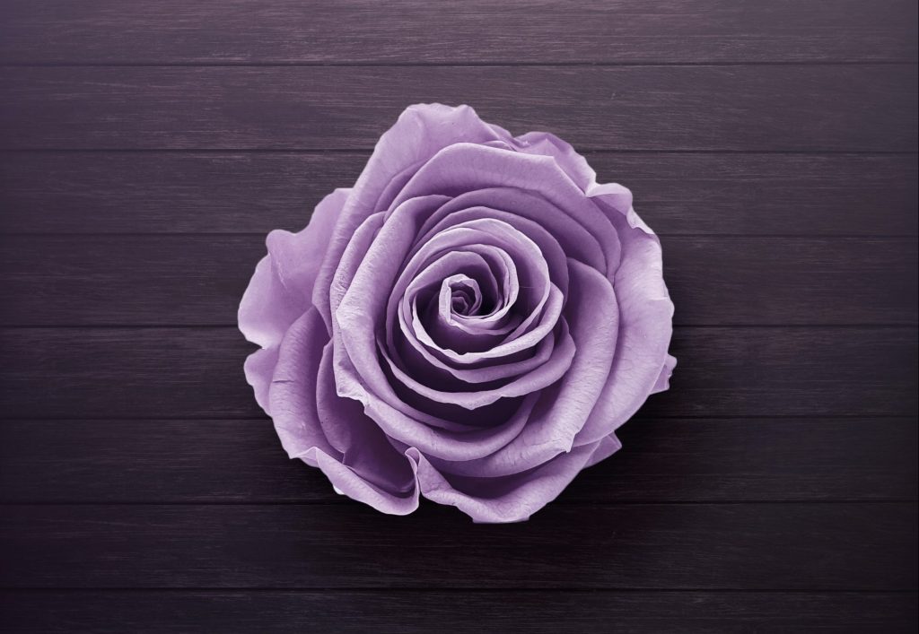 purple flower showing hope for depression and anxiety